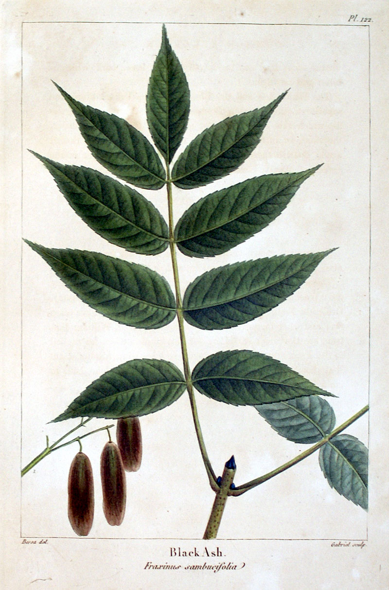 American Tree Leaves - 1857 - Michaux - Black Ash