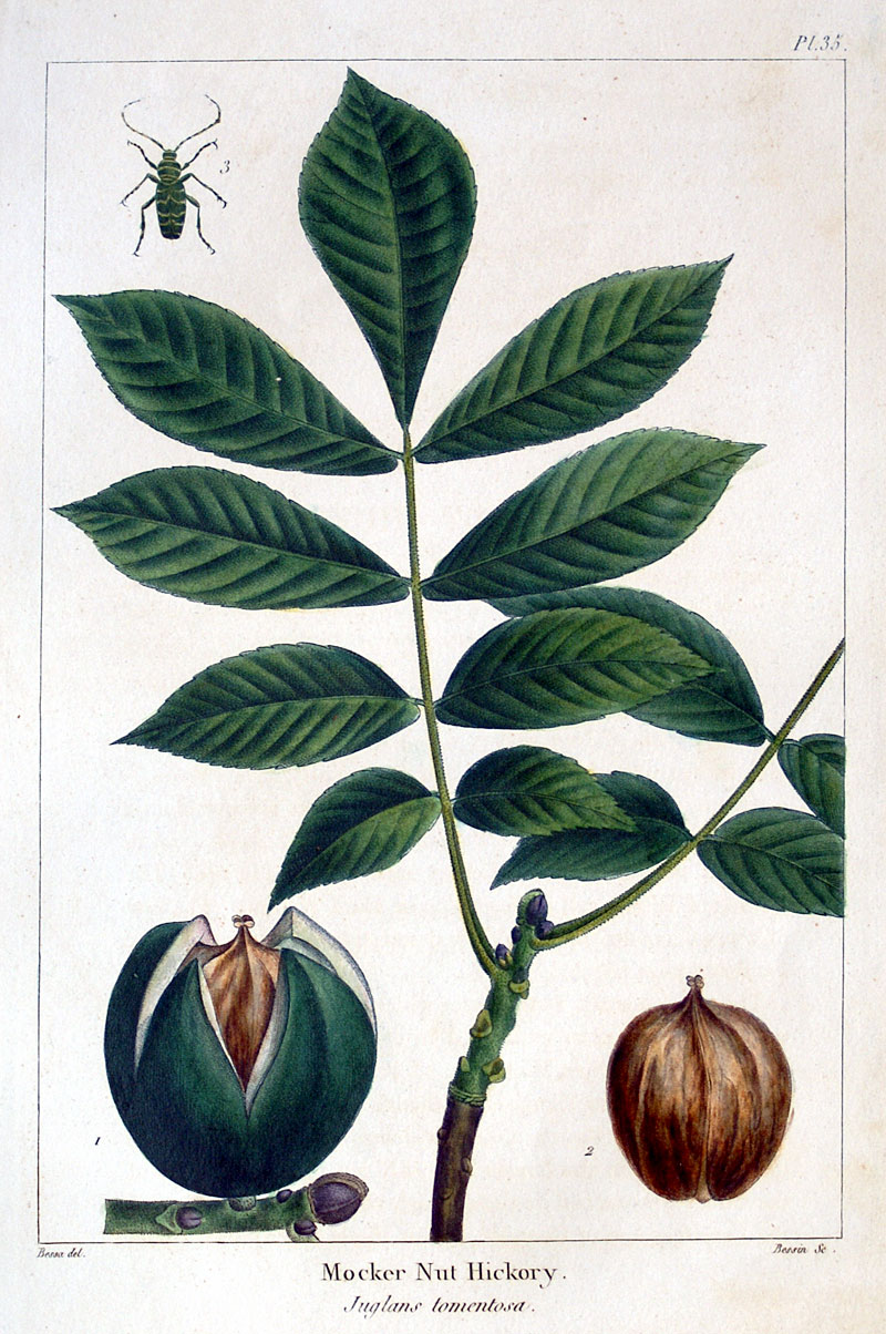 American Tree Leaves - 1857 Michaux - Nut Hickory