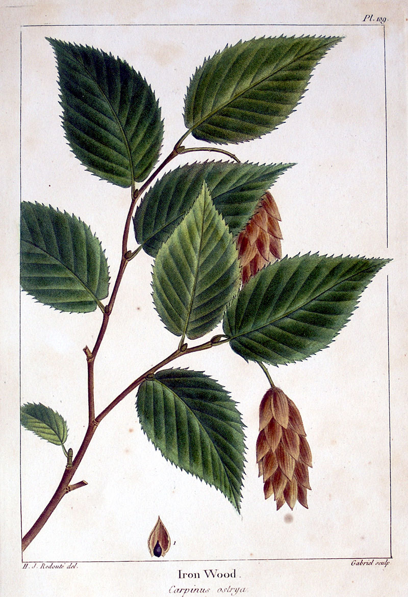 American Tree Leaves - 1857 Michaux - Iron Wood