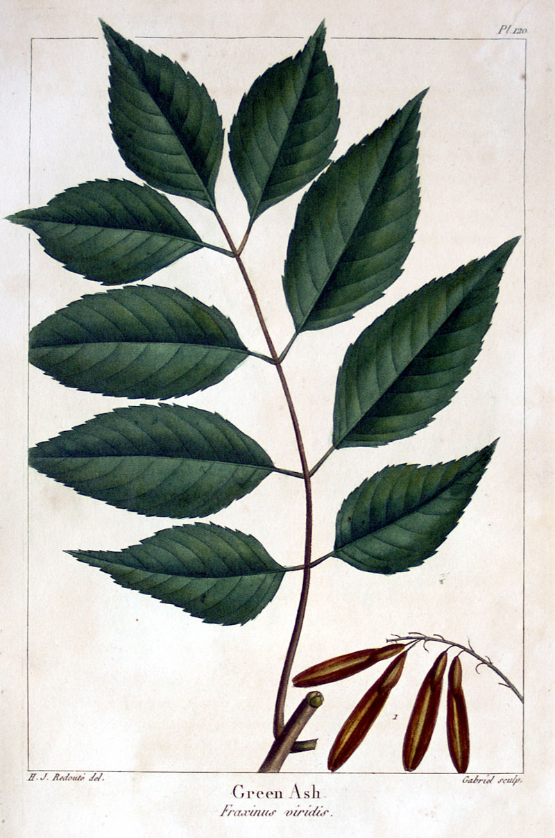 American Tree Leaves - 1857 Michaux - Green Ash