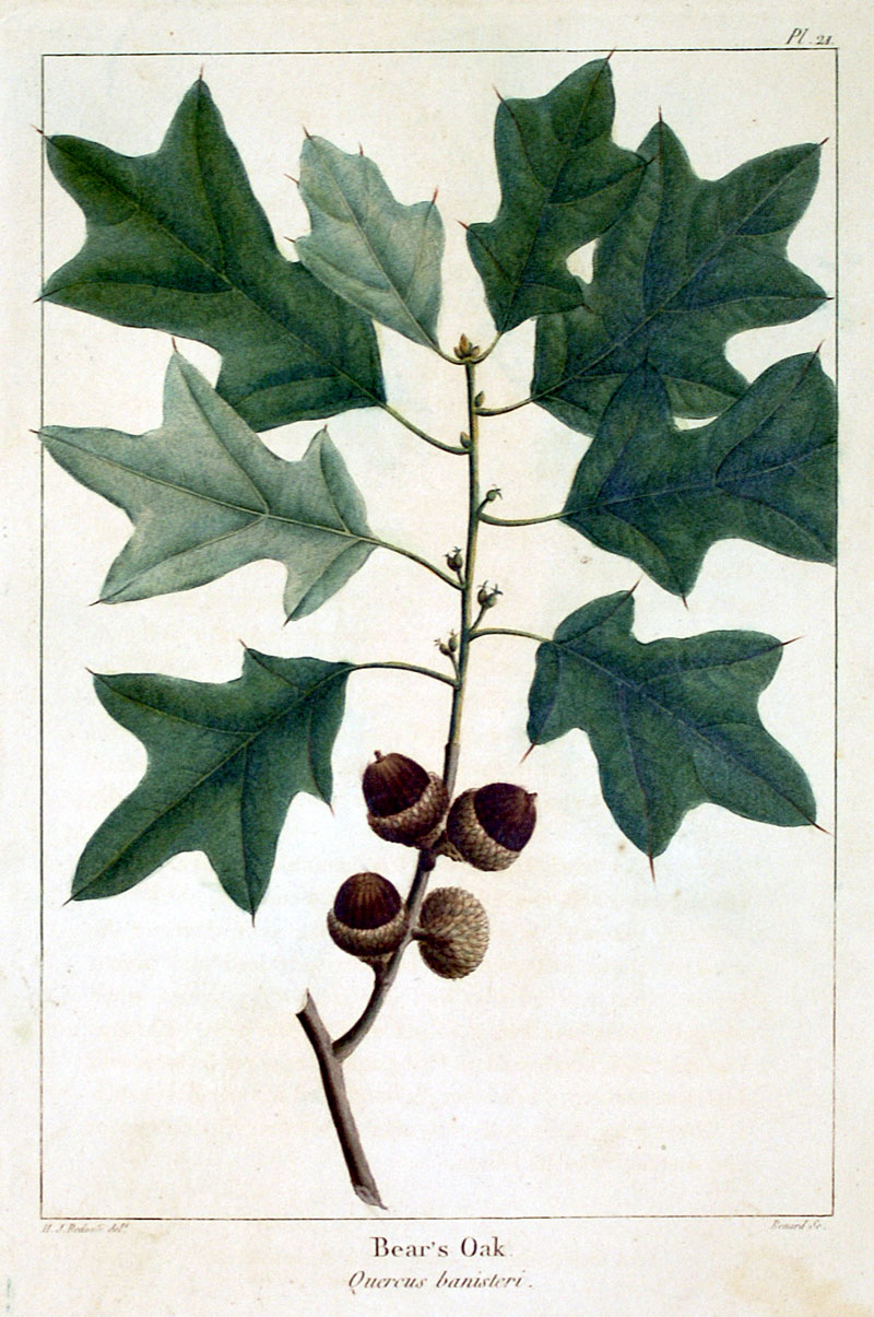 American Tree Leaves - 1857 - Michaux - Bear's Oak