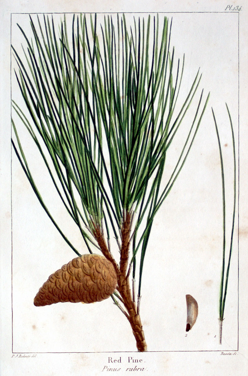 American Tree Leaves - 1857 - Michaux - Red Pine