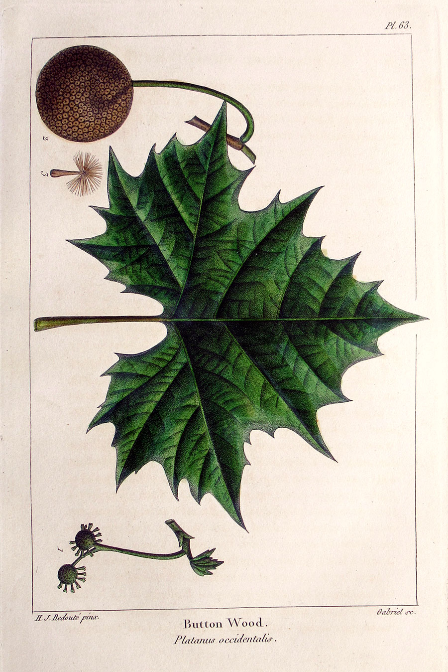 American Tree Leaves - 1857 - Michaux - American Sycamore