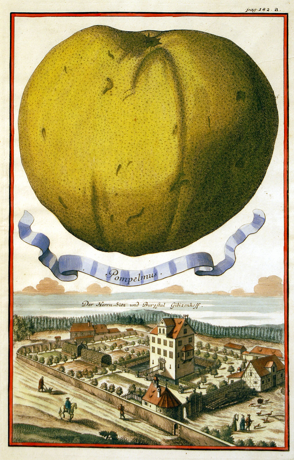 Citrus c 1708 by Johann Christoph Volckamer