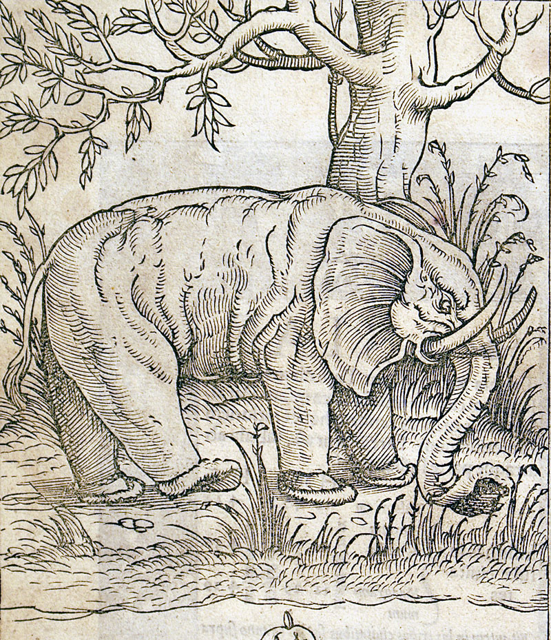 c 1550 TABULA ASIAE XII - Sri Lanka/Sumatra w Elephant - Munster