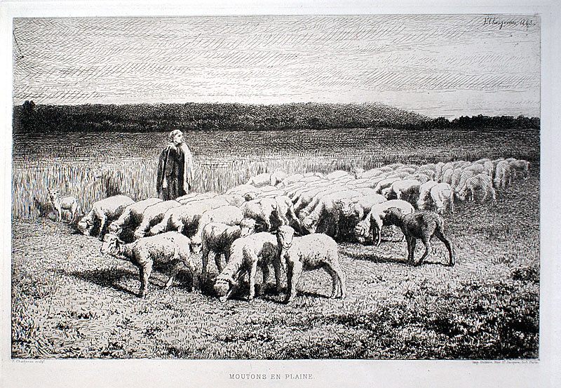 c 1863 Original Etching - Sheep on the Plain - Chaigneau